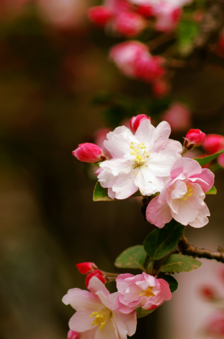 西窗古韵61海棠红首发