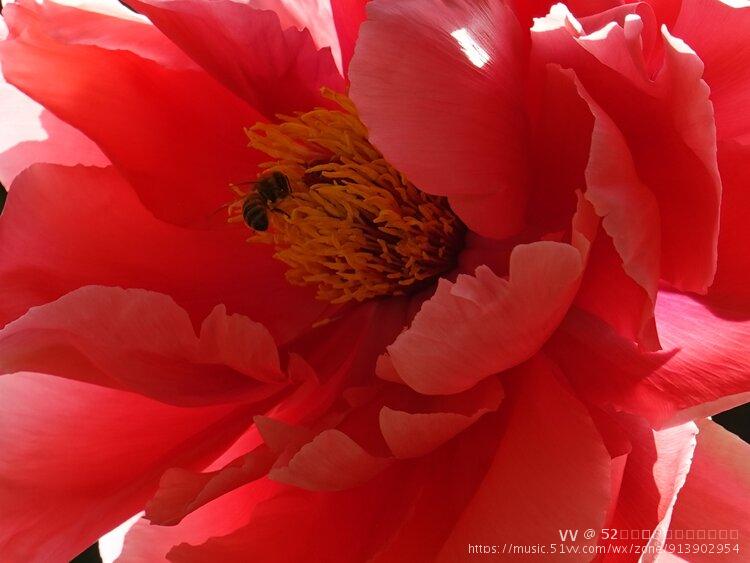 娇花金蕊吐芬芳