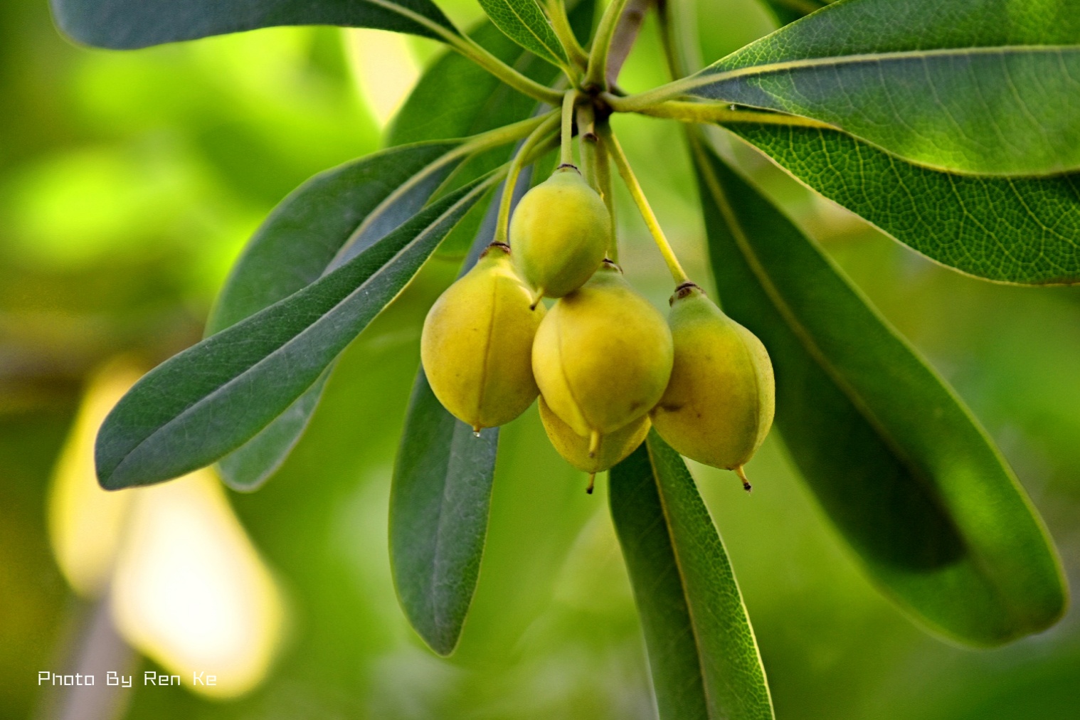 【首发】七里香