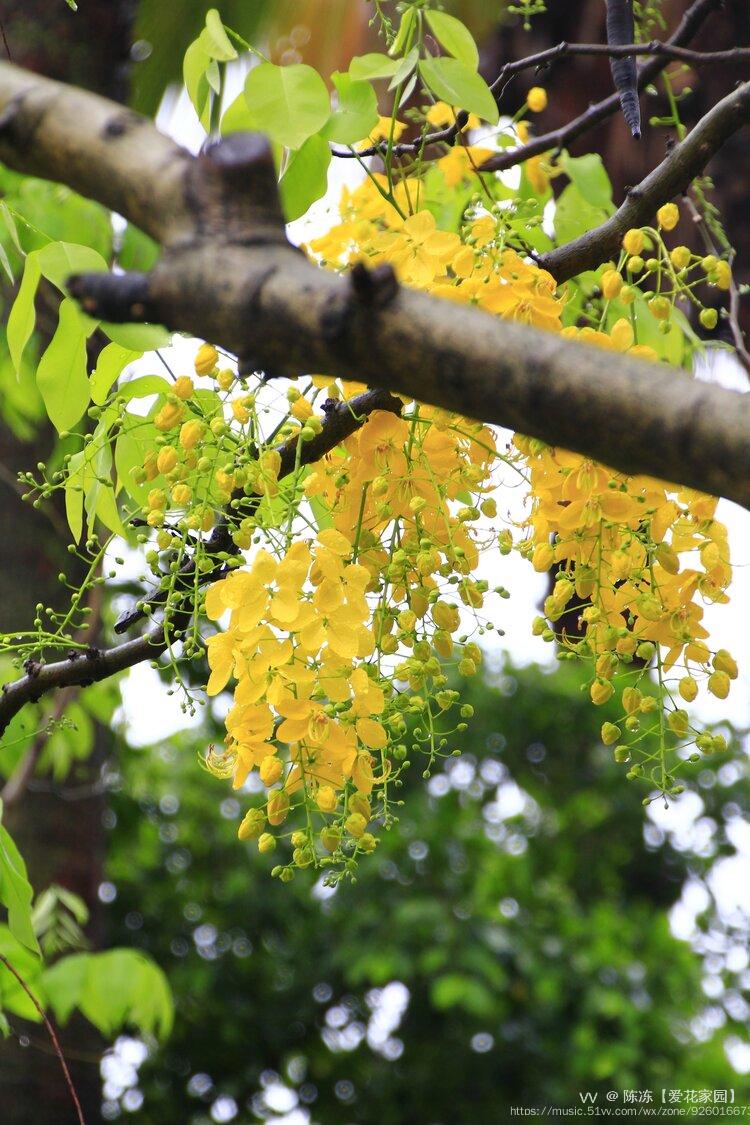 金链花,是泰国的国花,当地称为"dokkhuen",其黄色的花瓣象征泰国皇室.