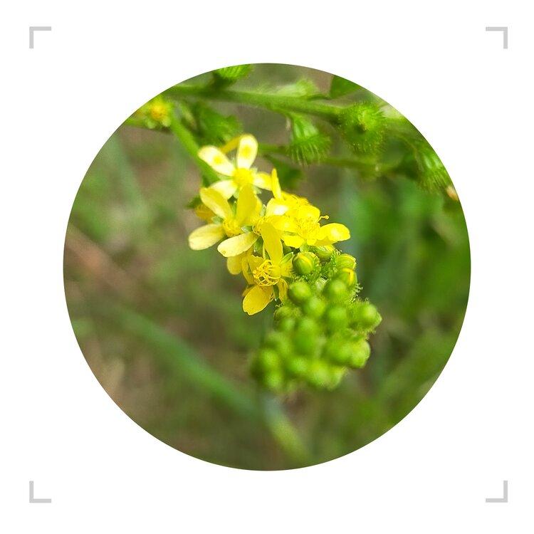 遇见虎爪菜摄影首发