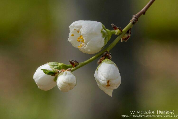 白花山碧桃图片图片