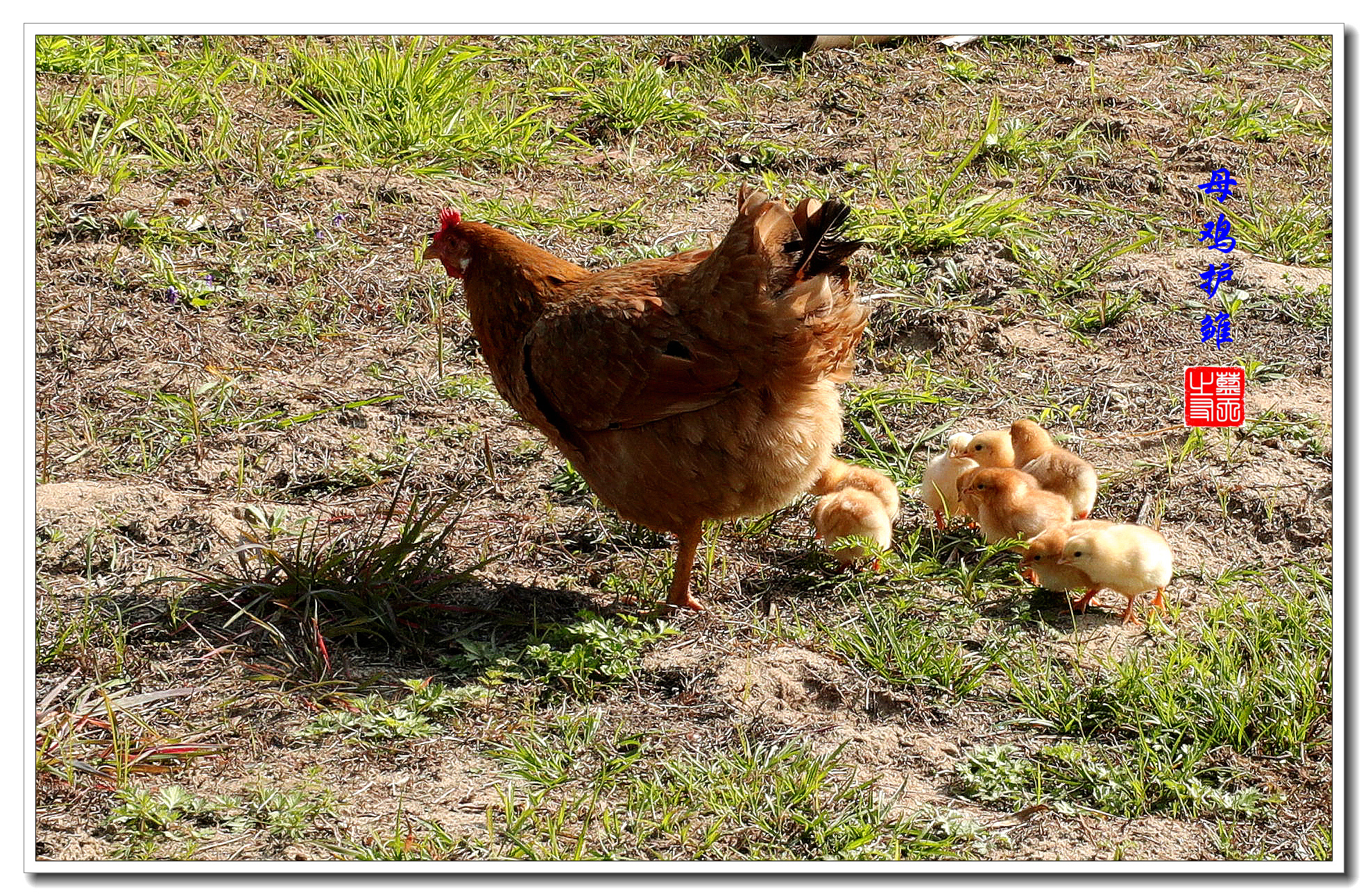 鸡妈妈保护小鸡图片图片