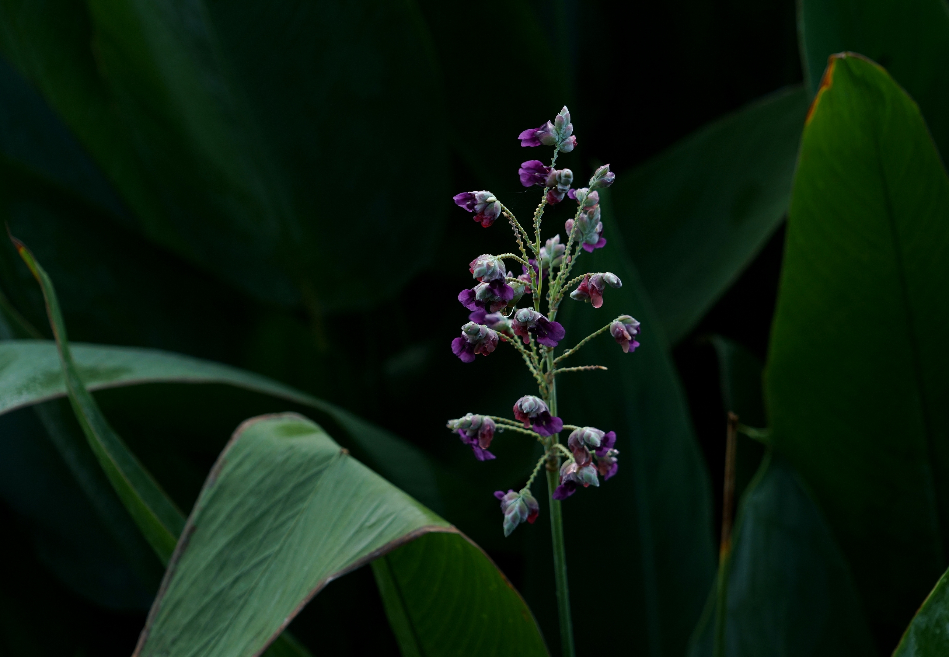 清新可人再力花