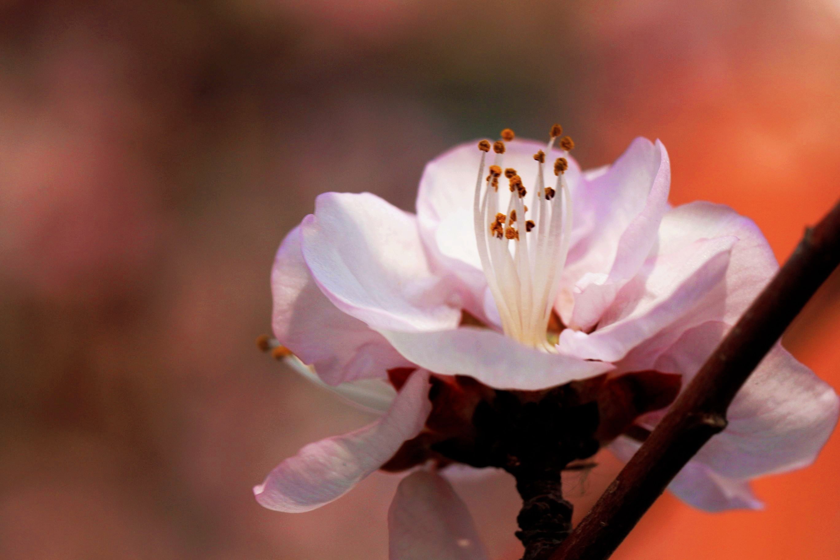 山桃花儿朵朵开