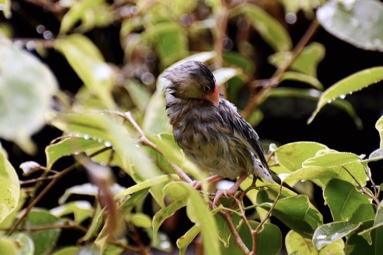 首发〕灰文鸟(爪哇禾雀)