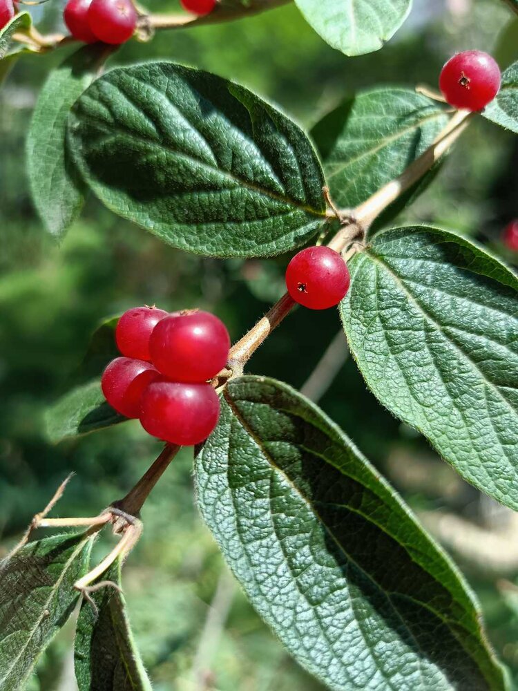 北京忍冬太好看了植物百科