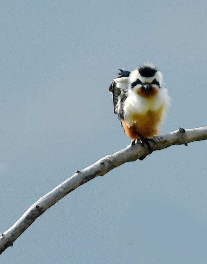 红腿小隼【首发】