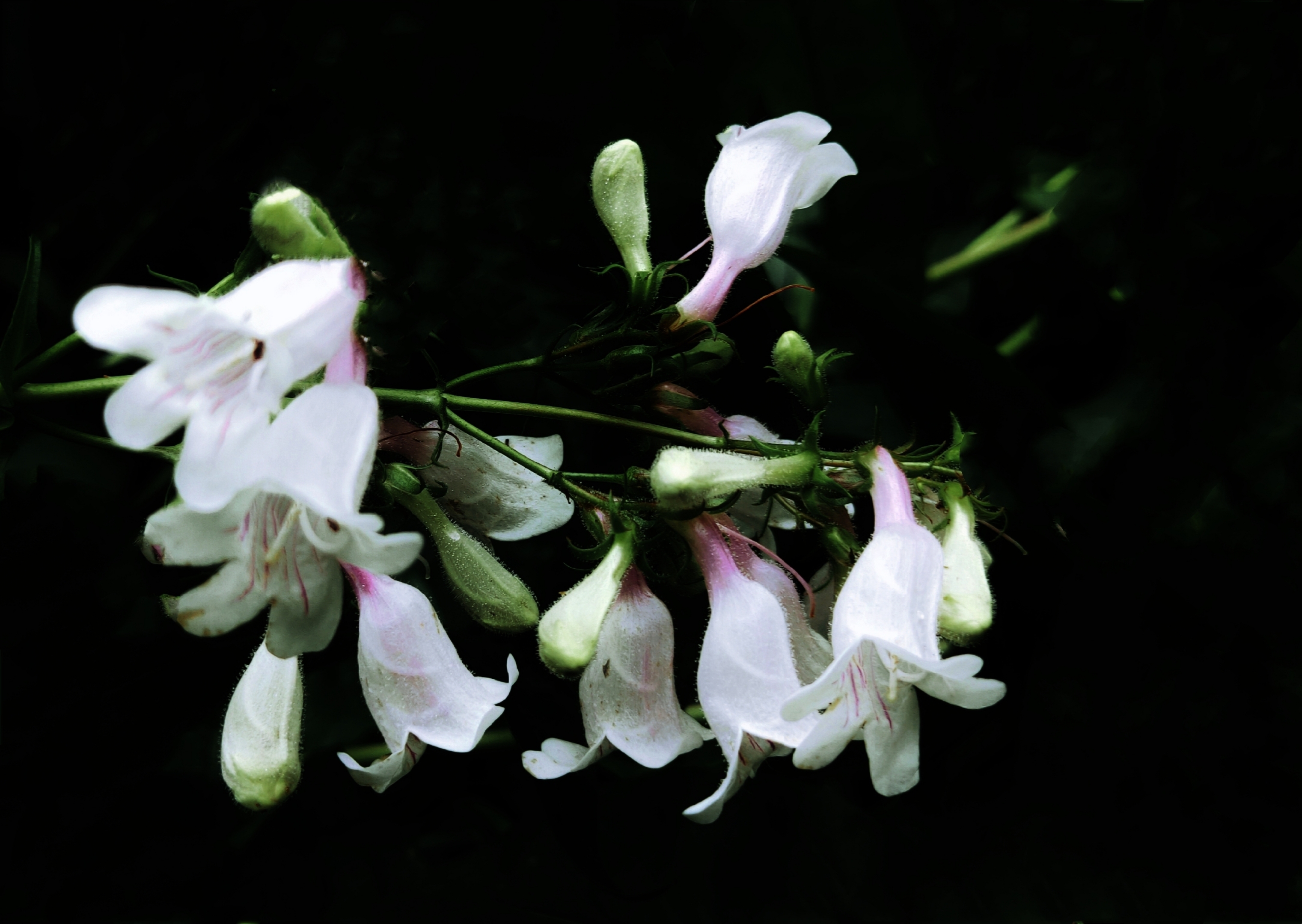 路拍毛地黄钓钟柳【首发】