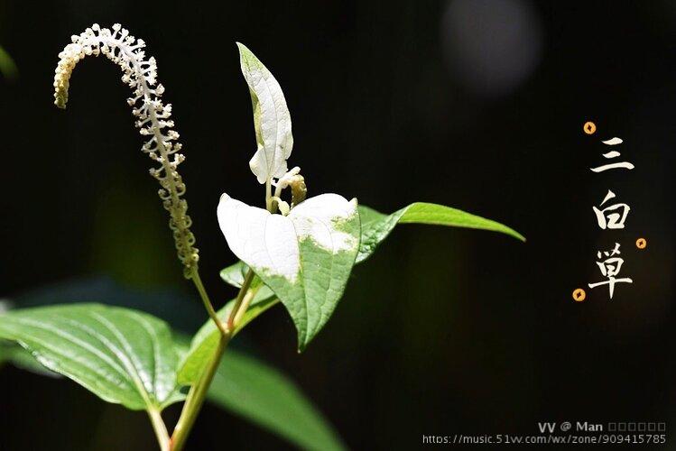 白三草花花语图片