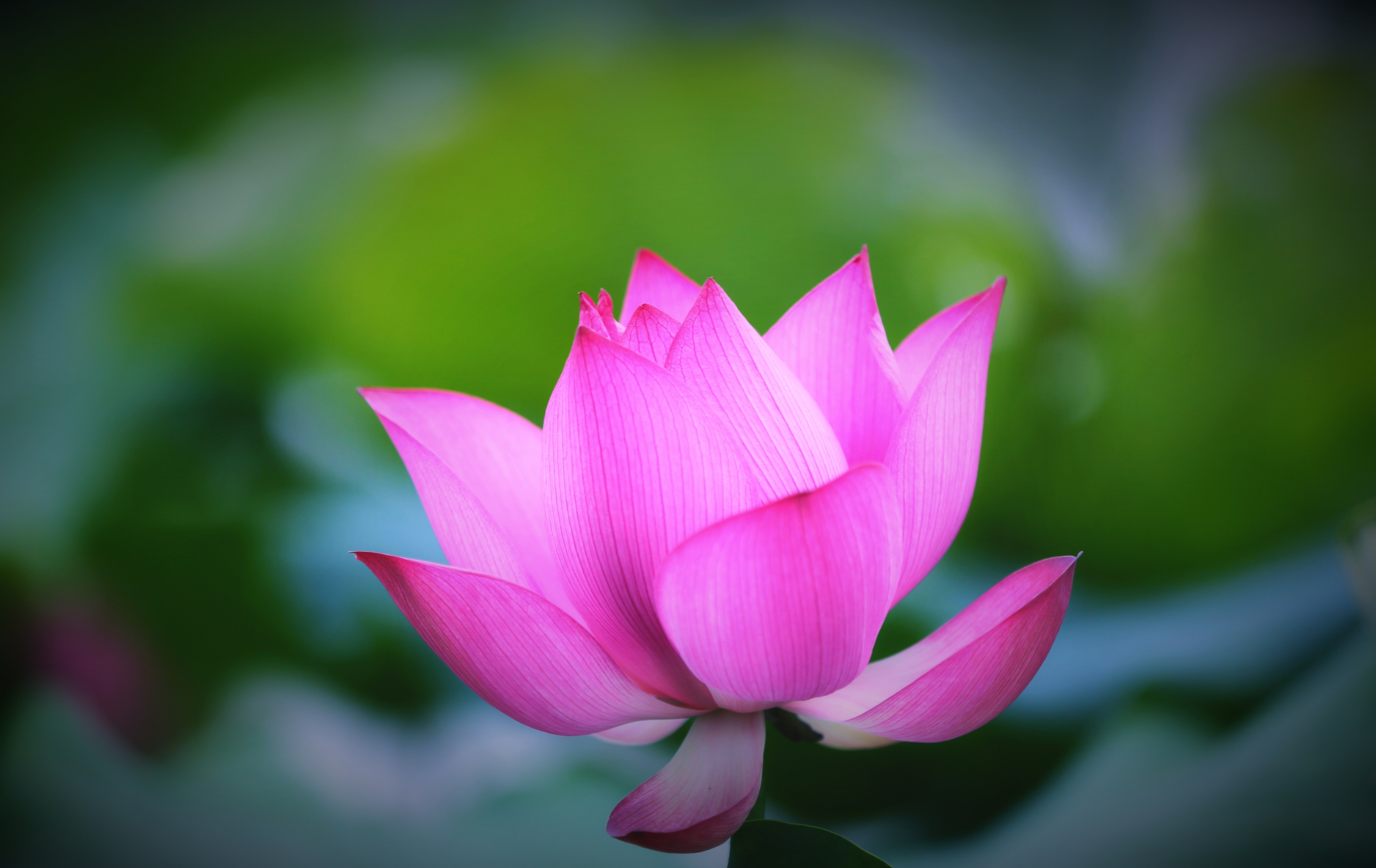 《梦醉荷塘》2021年6月27日摄于浙江师范大学校园