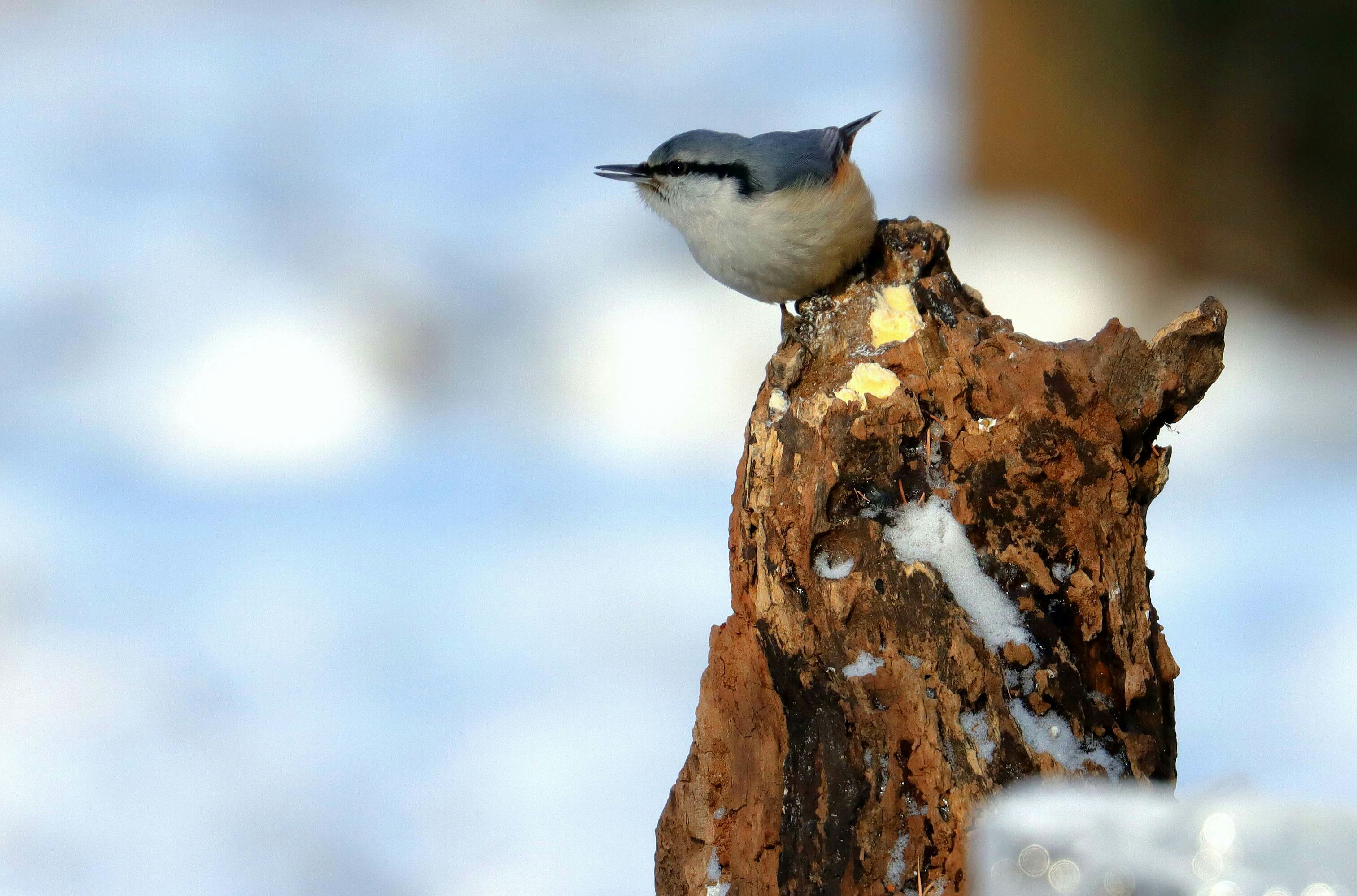 美了! 雪中的小精灵―银喉长尾山雀