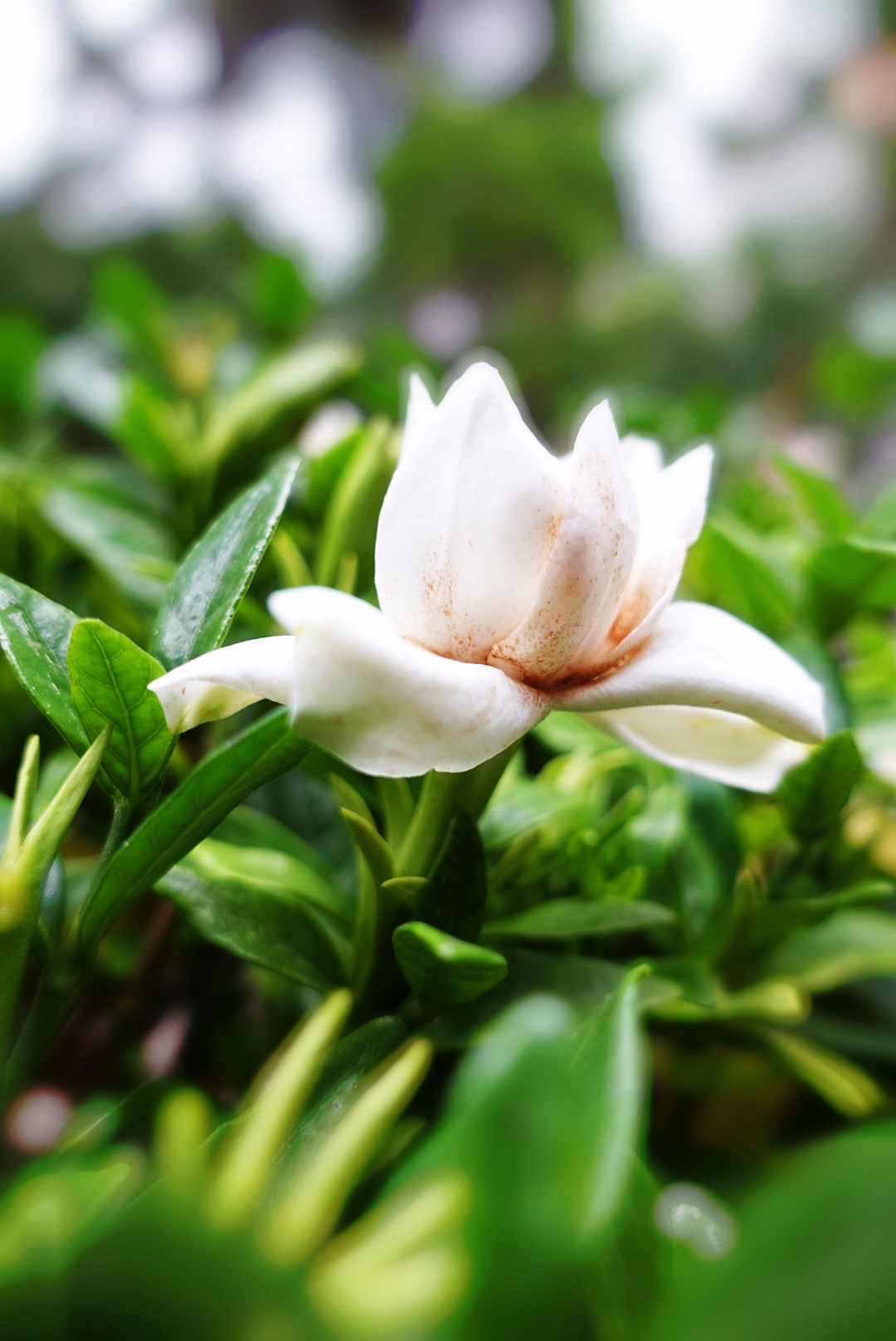 【首发】栀子花开