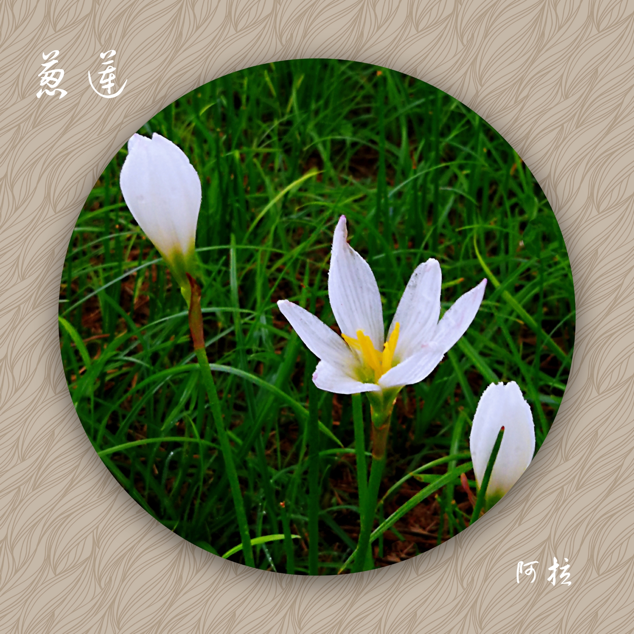 莲的别名(小叶莲的别名)