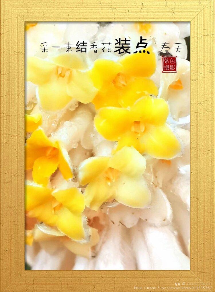 首发结香花