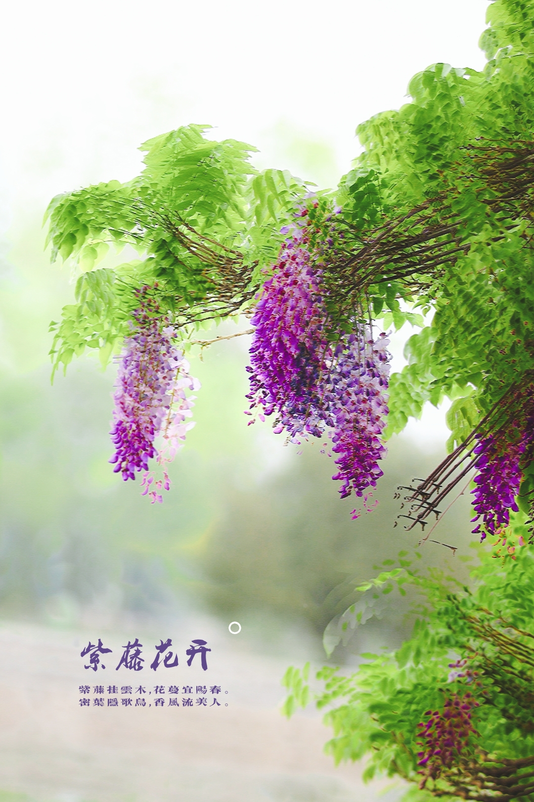 多曝摄影·紫藤花