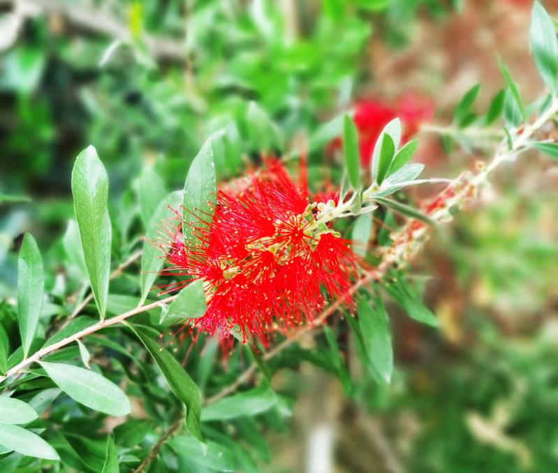 火树红花红千层