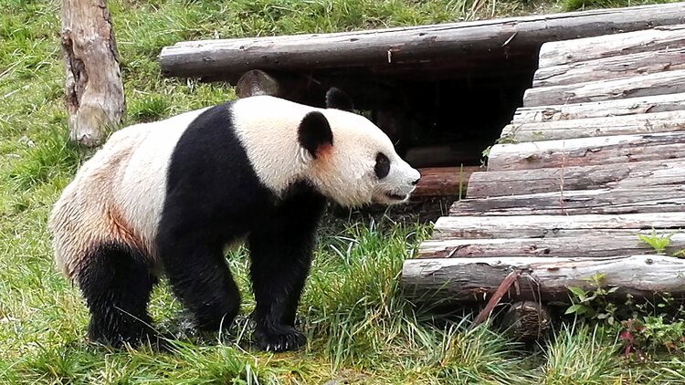 卧龙熊猫基地的大熊猫儿首发