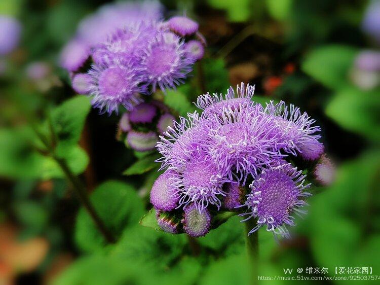 淡紫花藿香薊首發