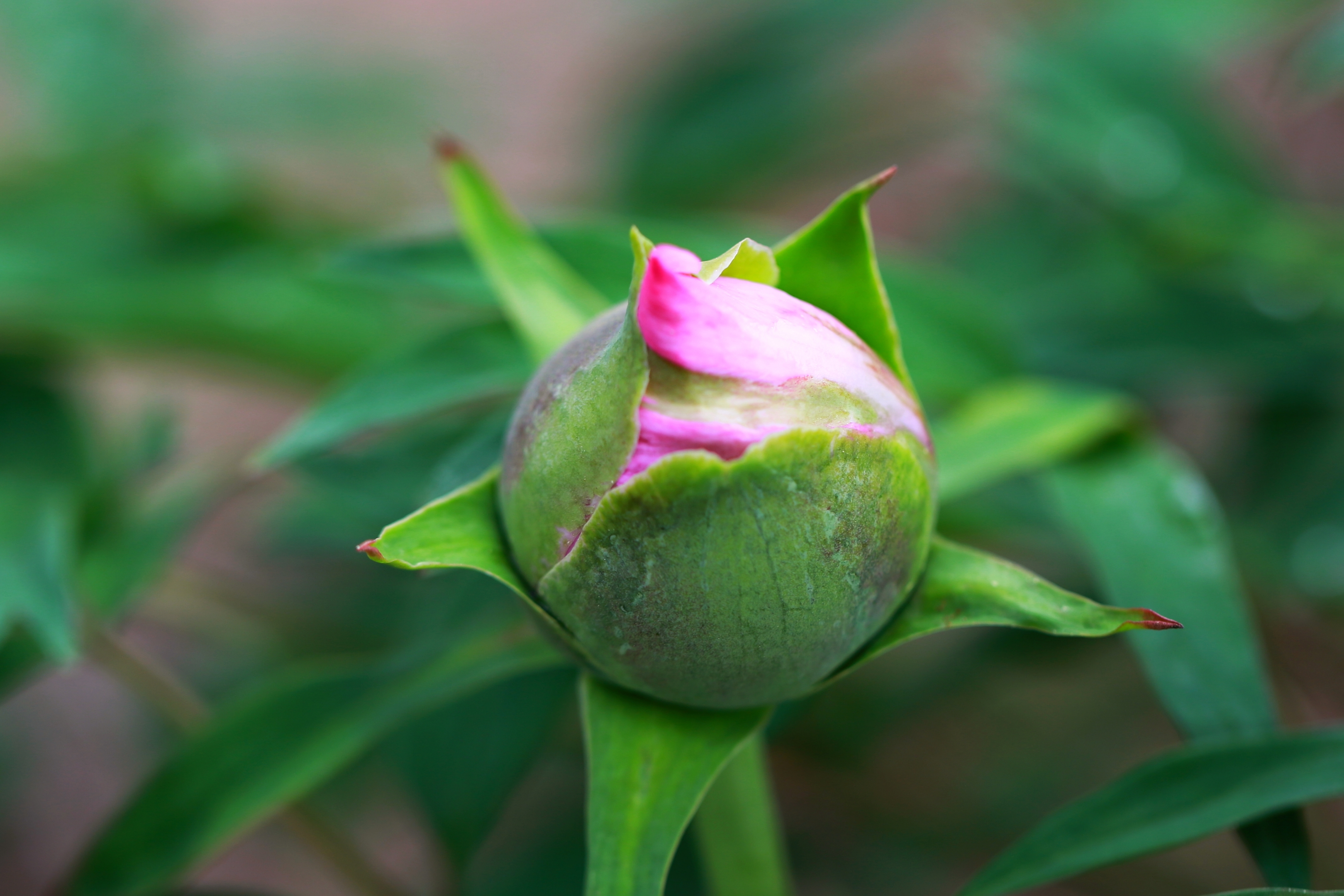 牡丹花蕊【首发】