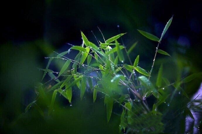 【西窗私语静竹清幽】首发