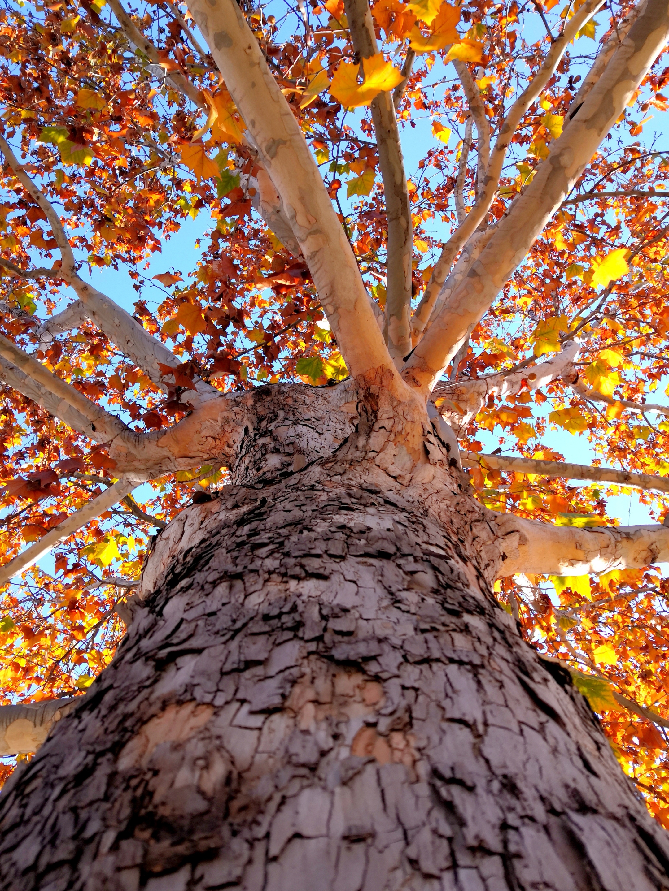 梧桐树下呈吉祥【首发】