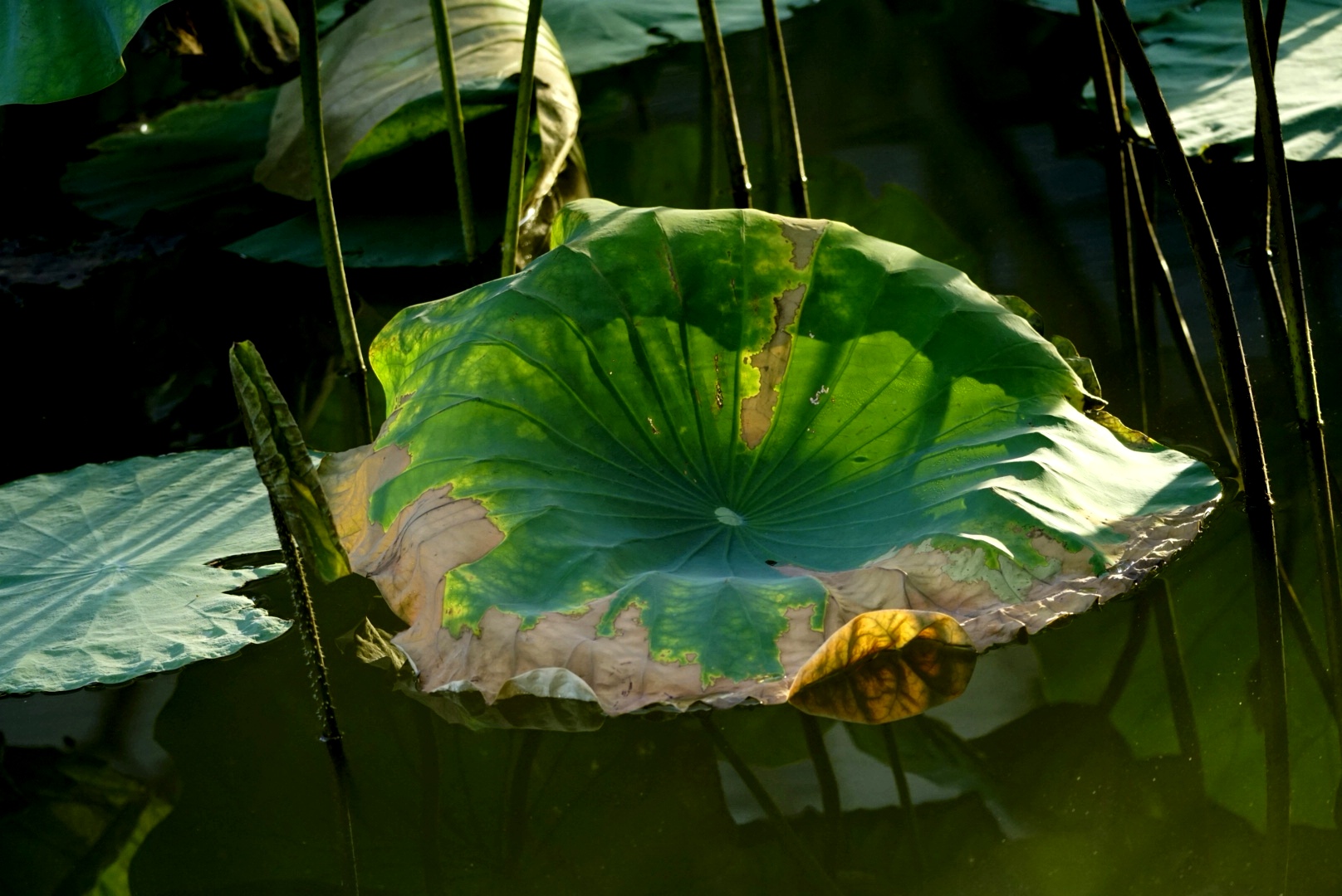 秋荷叶色【首发】