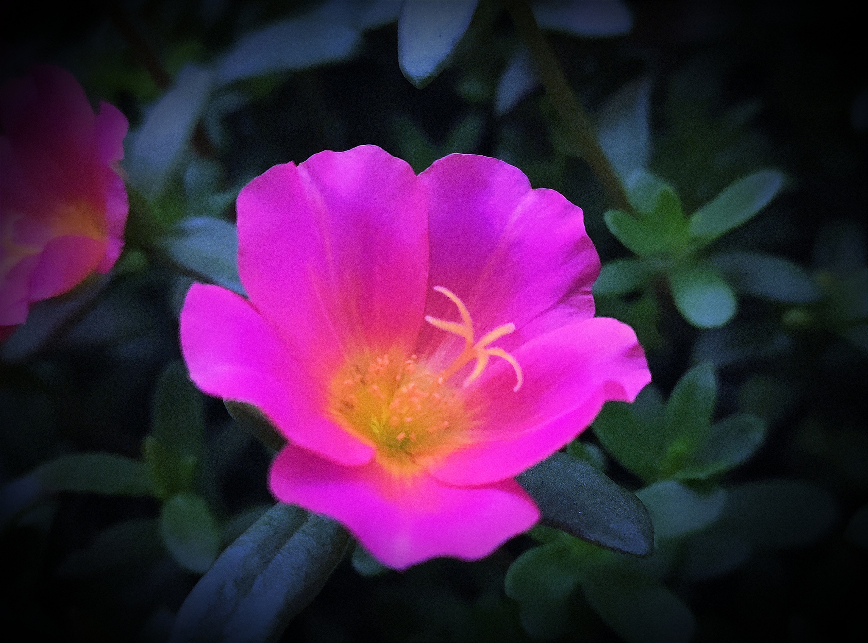 (首发) 环翅马齿苋