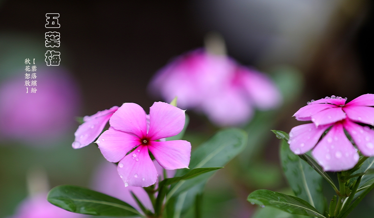 深秋花影·五叶梅【首发】