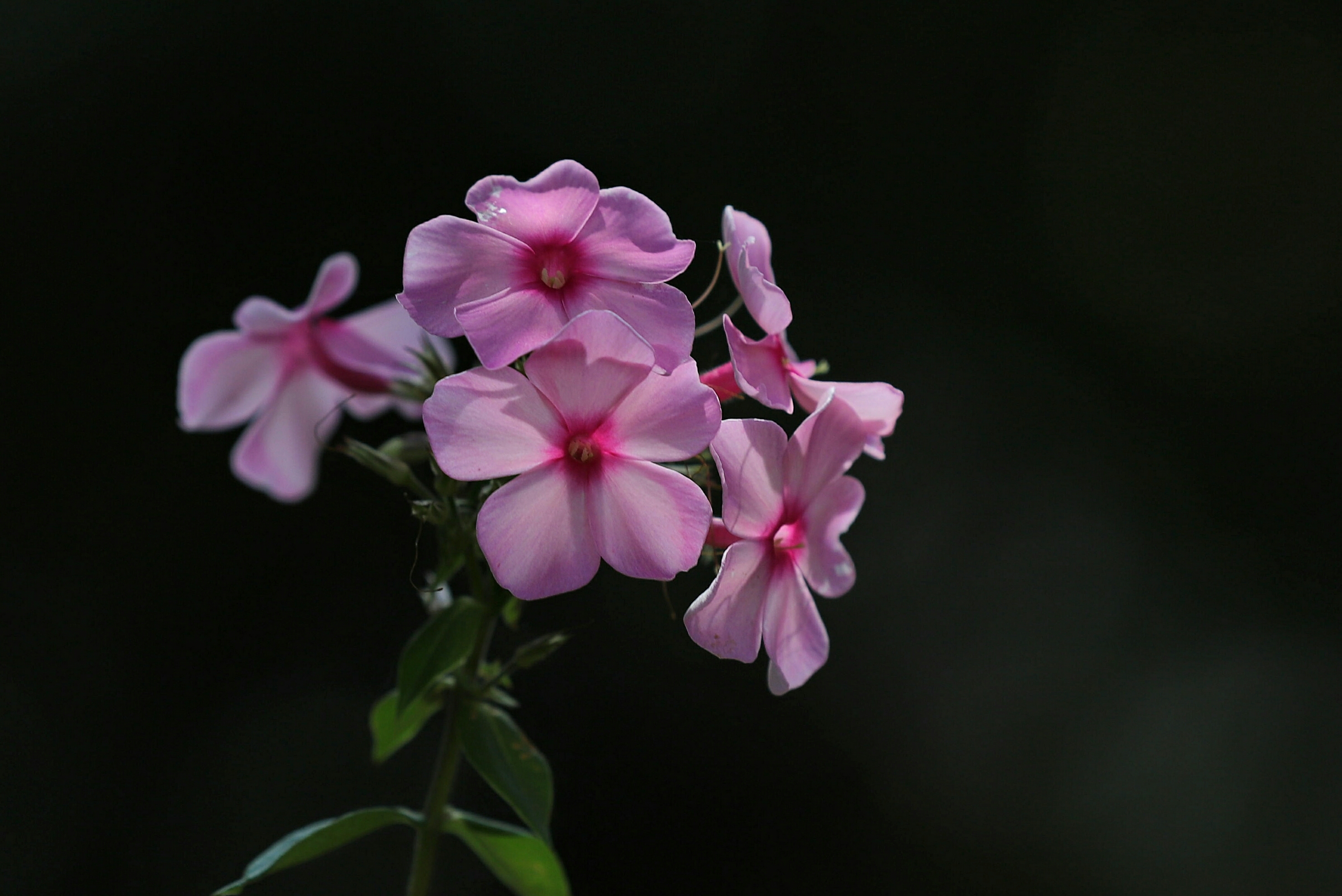 光影下的小天蓝绣球