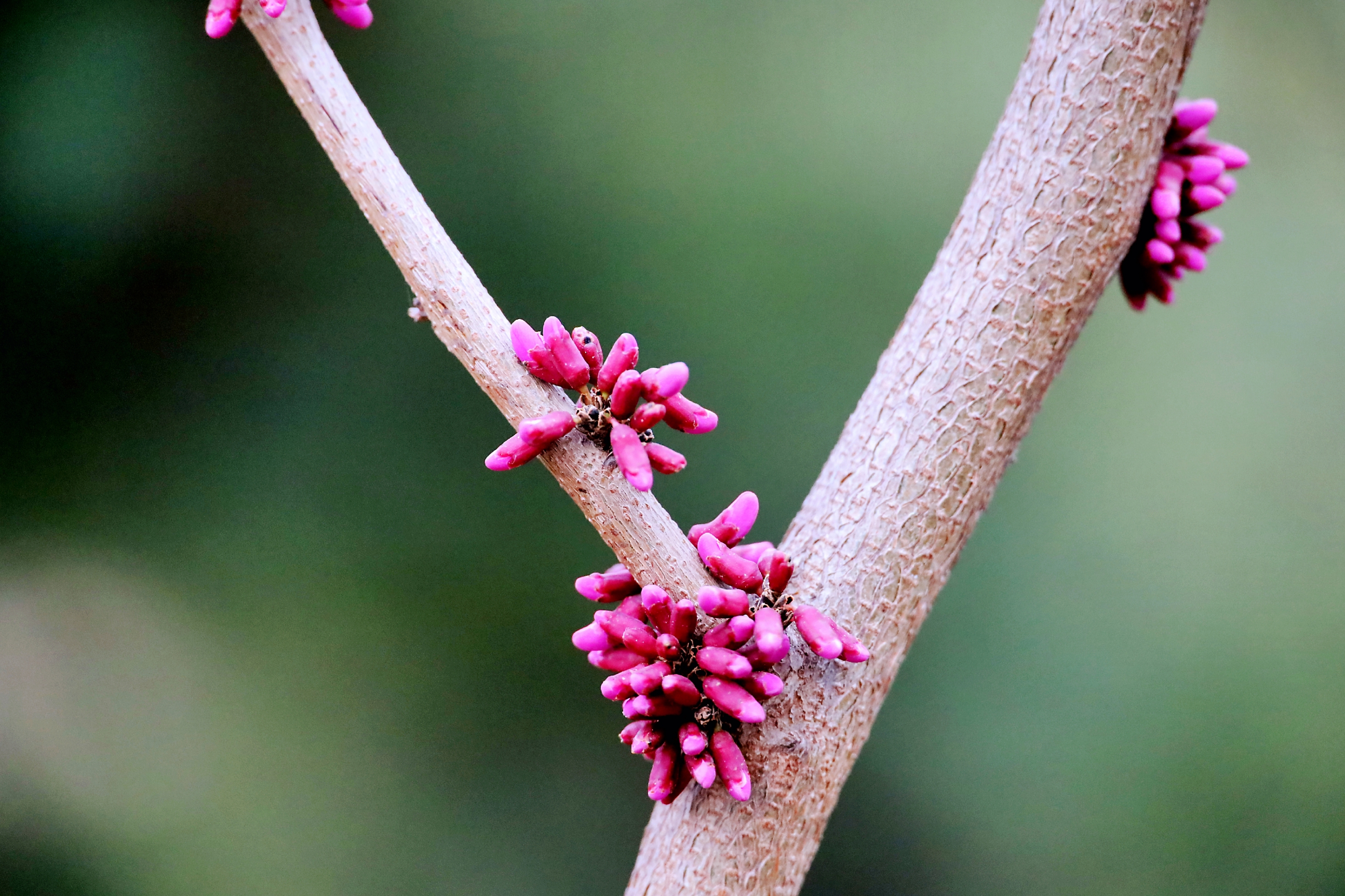 【首发】紫荆花蕾满枝头