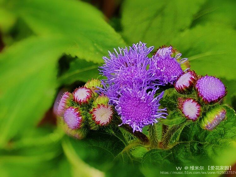 淡紫花藿香薊首發