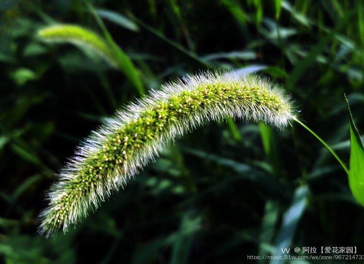 狗尾草,又名狗尾巴草,莠,谷莠子等,禾本科,狗尾草屬,一年生草本植物.