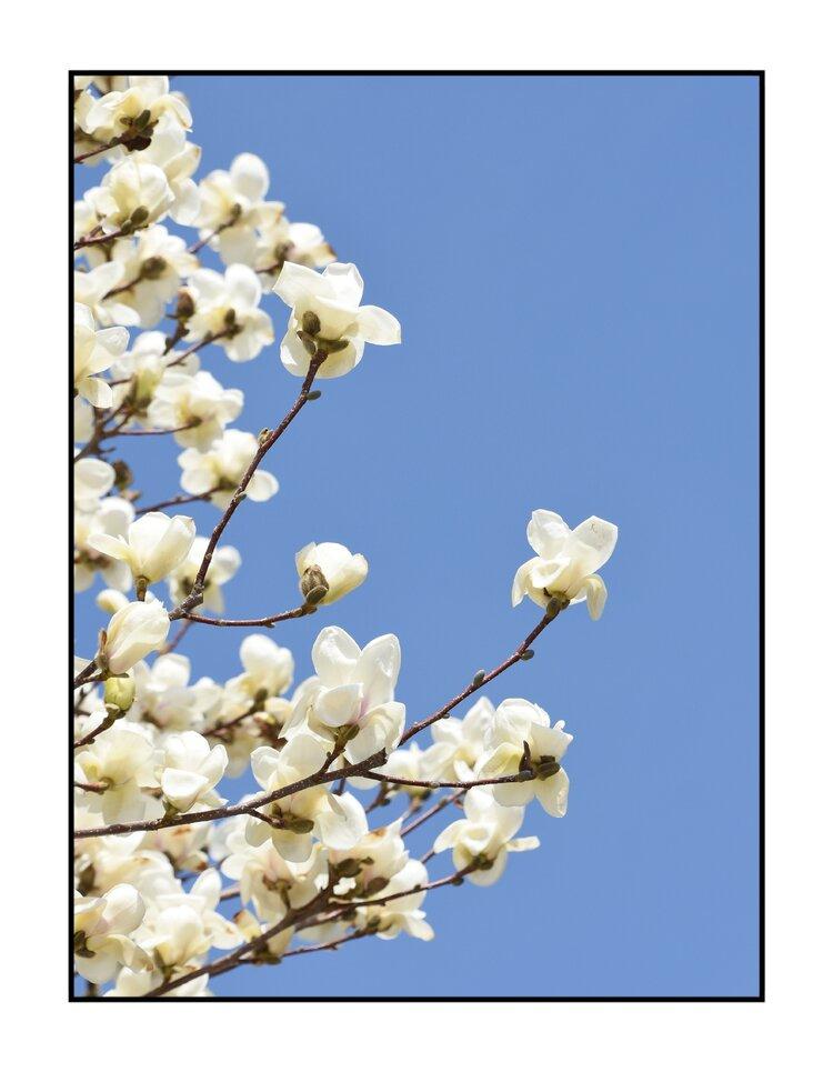 悠然典雅玉兰花