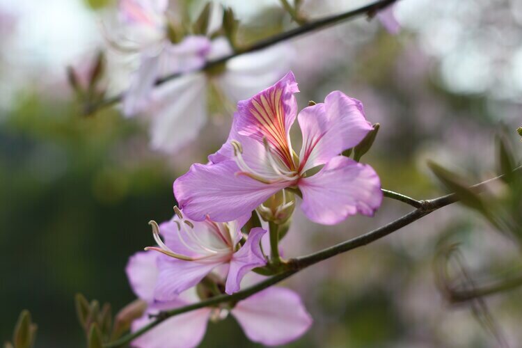 华农紫荆开首发