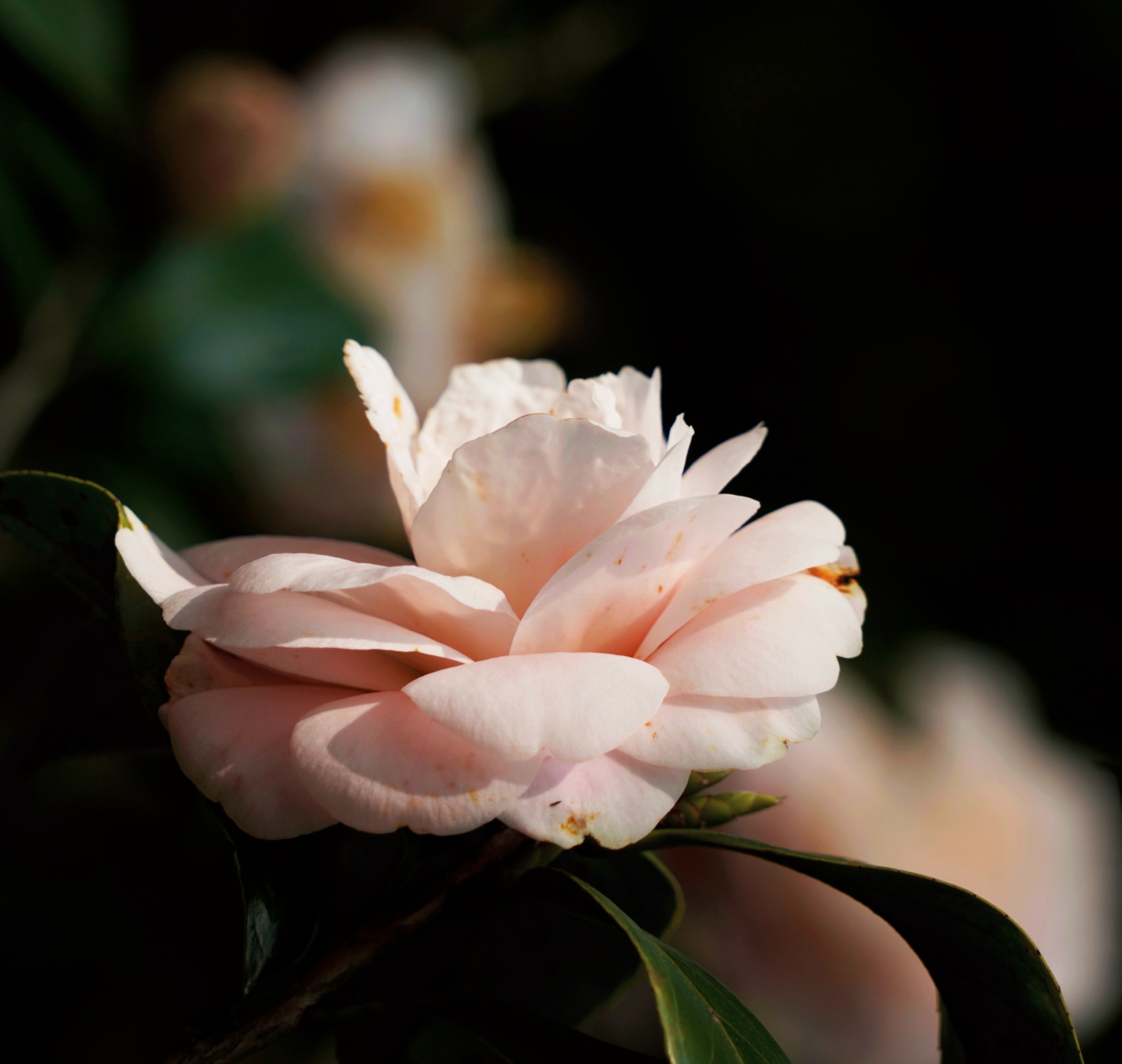 【原创首发】白茶花