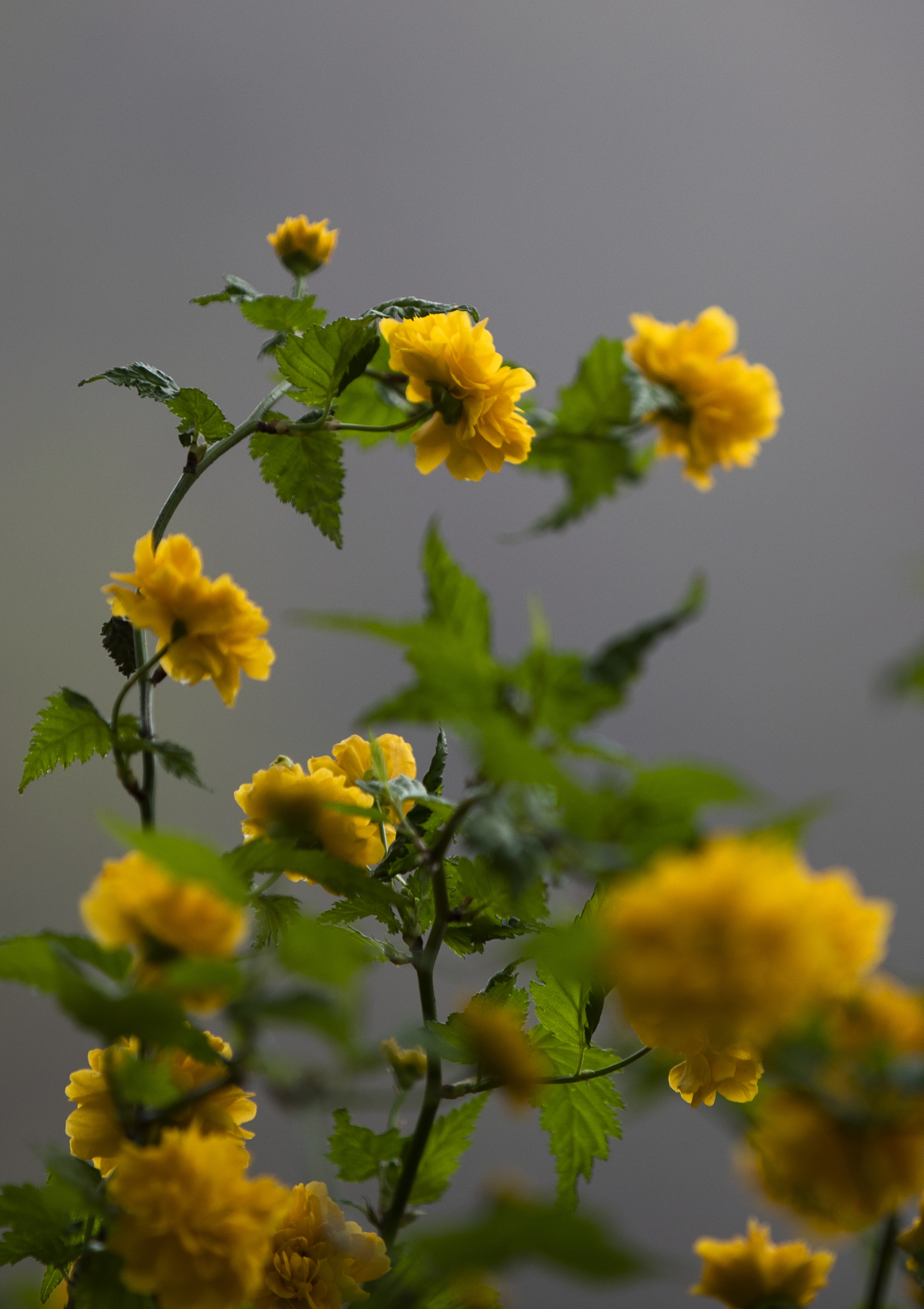 首发《棠棣丛丛雾蒙蒙》