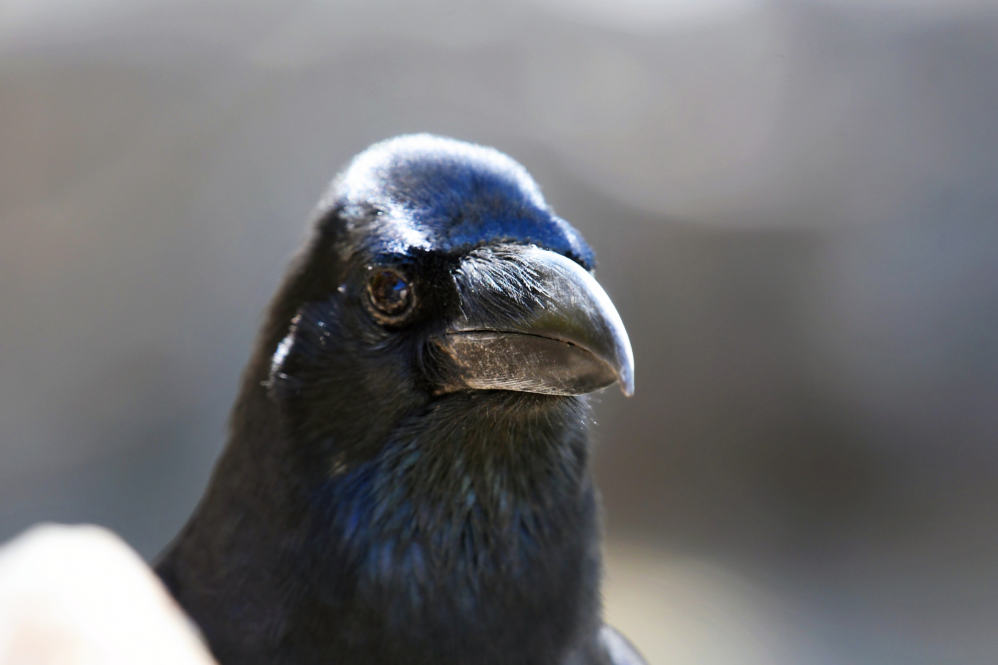 首发〕大嘴乌鸦