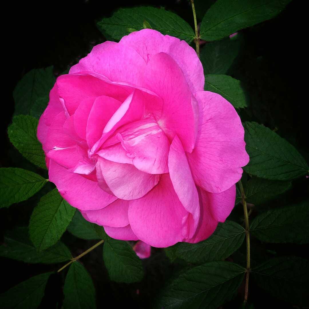 紫花重瓣玫瑰【首发】