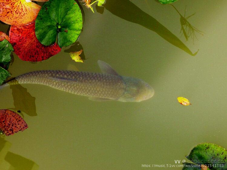 【首發】荷風弄影戲池魚