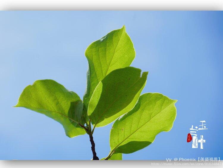 蓝天下翠绿的玉兰叶首发