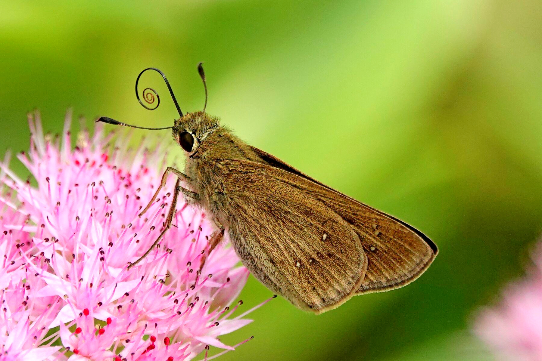 【首发】稻苞虫