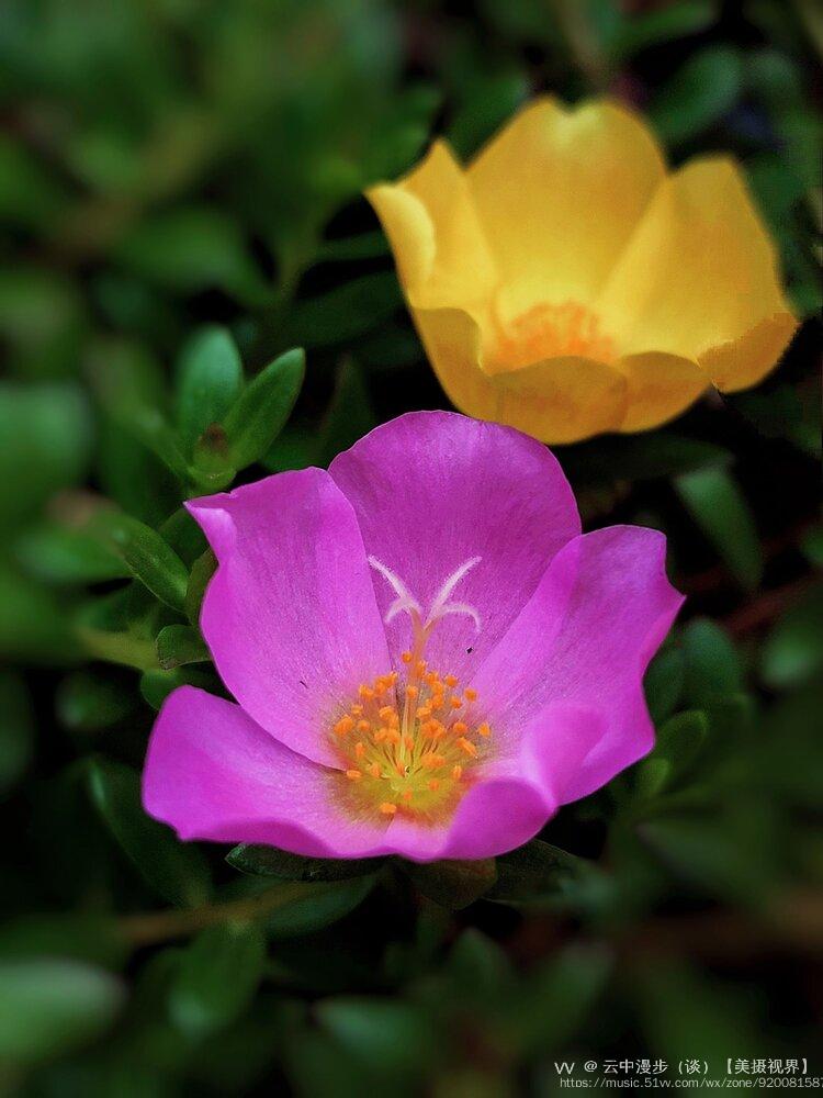 【原创首发】环翘马齿苋