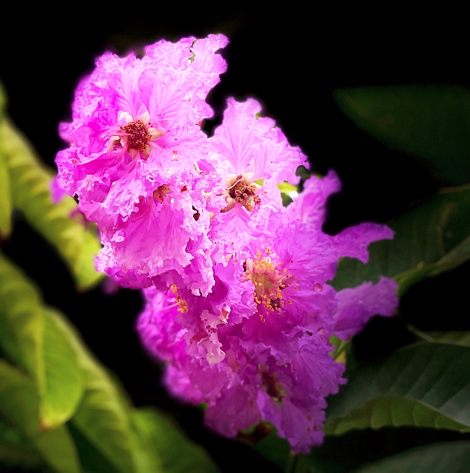 【原创首发】大花紫薇
