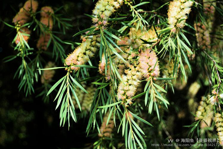 首发2021花草叶集之垂直红千层