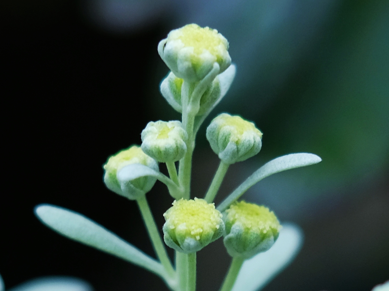 罕见的白叶菊*菊花蓓蕾