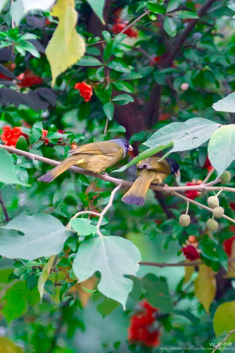 首发石榴花与雀鸟