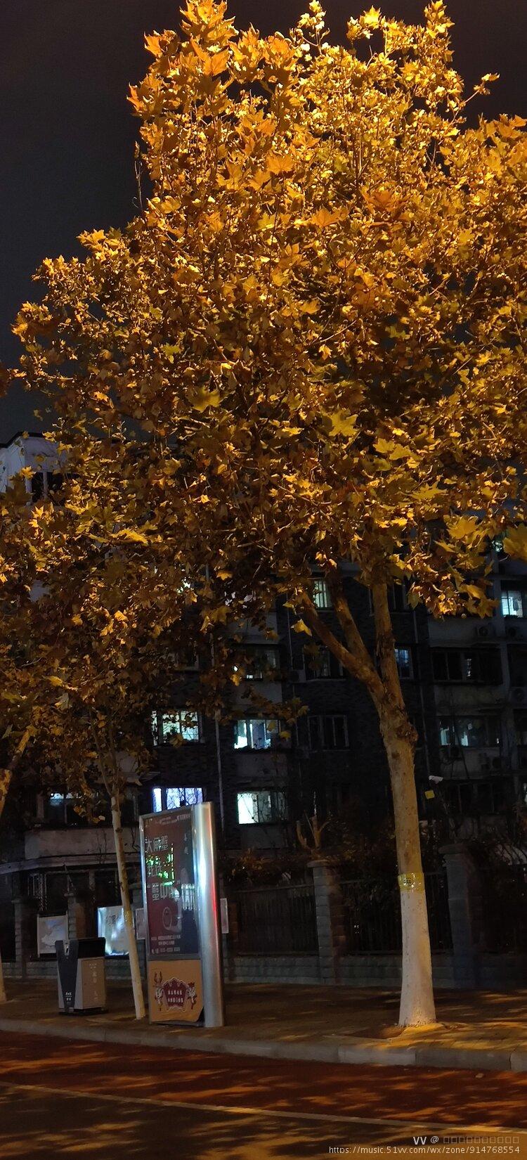 首发路灯下的树影