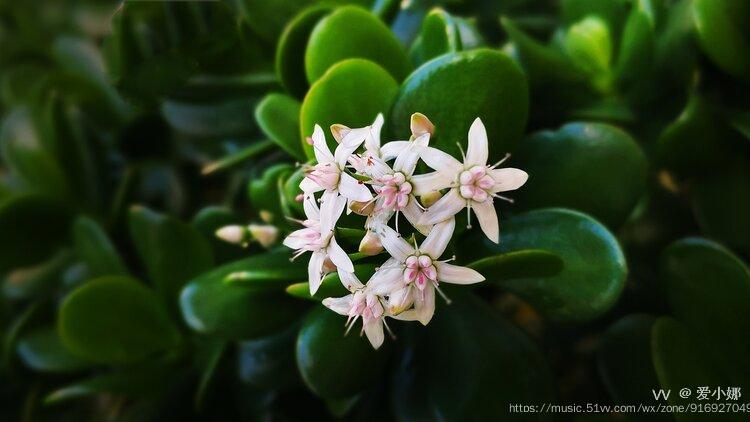 院子裡的燕子掌開花了.