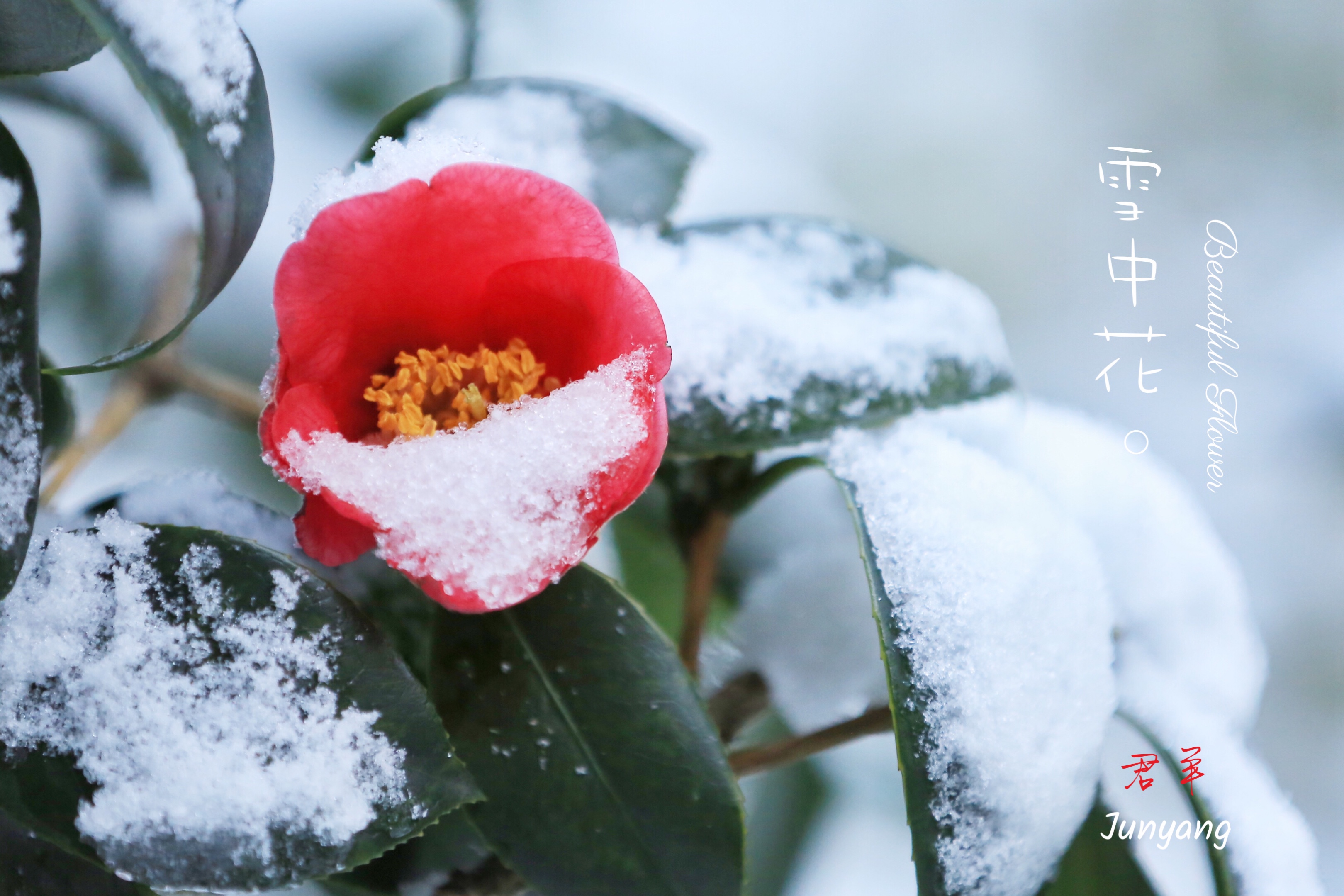 雪中花